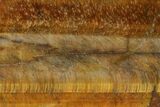 Polished Tiger's Eye Slab - South Africa #140516-1